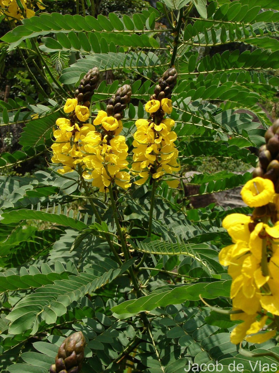 Senna didymobotrya (Fresen.) H.S.Irwin & Barneby